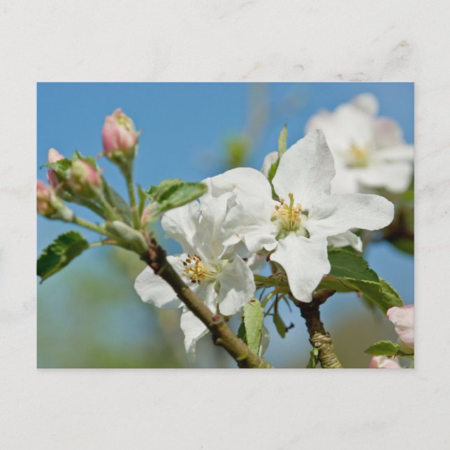 Apple Blossom Postkarte (Vorderseite)