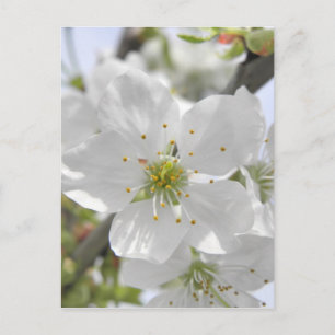 Apple Blossom Postkarte