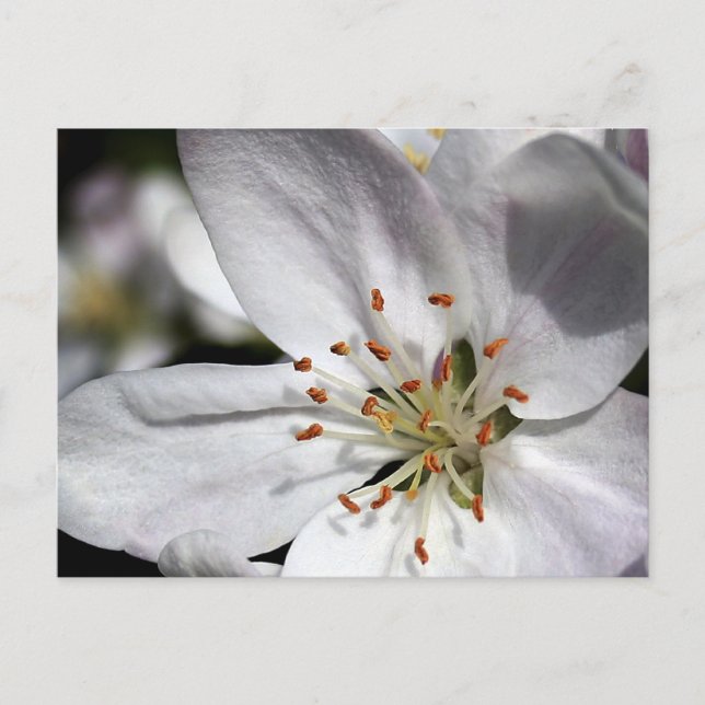 Apple Blossom - Postkarte (Vorderseite)