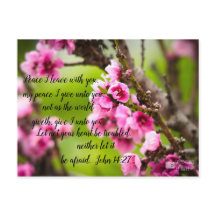 Apple Blossom Postkarte