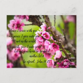 Apple Blossom Postkarte