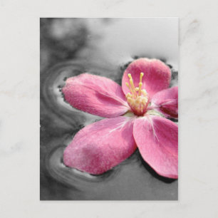 Apple Blossom Postkarte