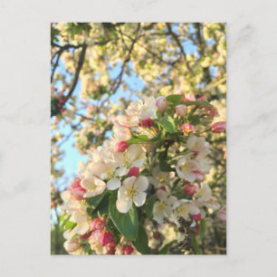 Apple Blossom Sunshine Postkarte