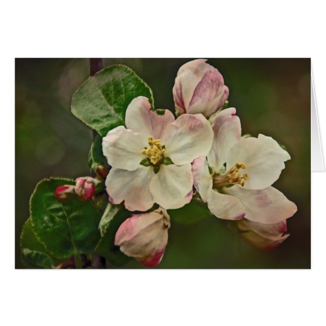 Apple Blossom Time (Vorderseite (Horizontal))