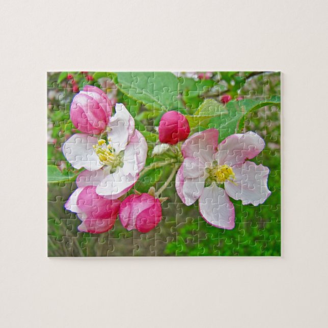 Apple Blossom Time (Horizontal)