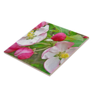 Apple Blossom Time Fliese