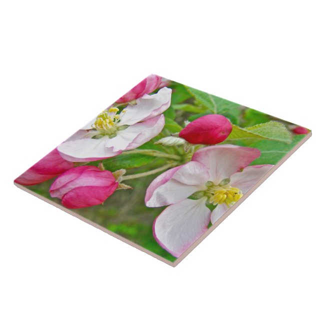 Apple Blossom Time Fliese (Seite)