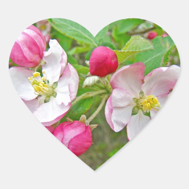 Apple Blossom Time Herz-Aufkleber (Vorderseite)