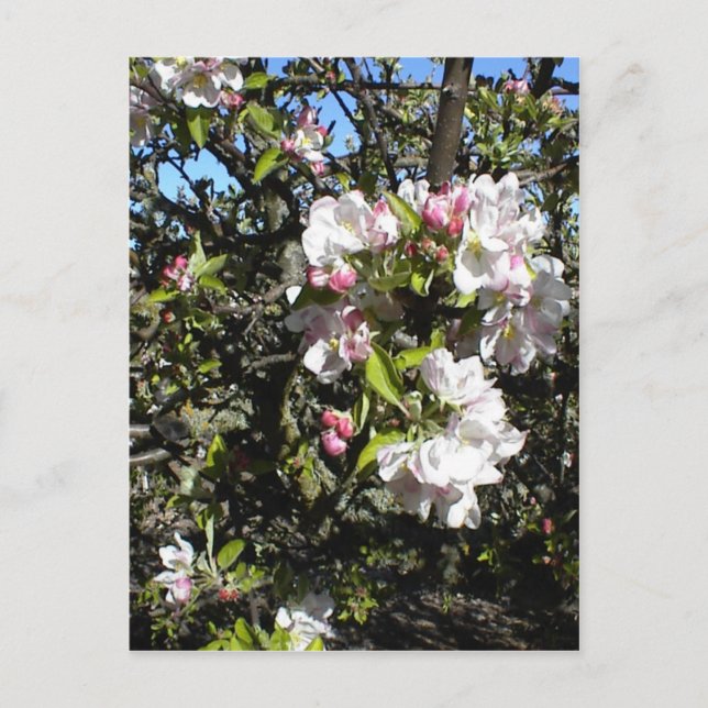 Apple Blossom Time Postkarte (Vorderseite)