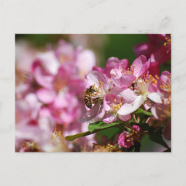 Apple Blossom und Honey Bee Postcard Postkarte