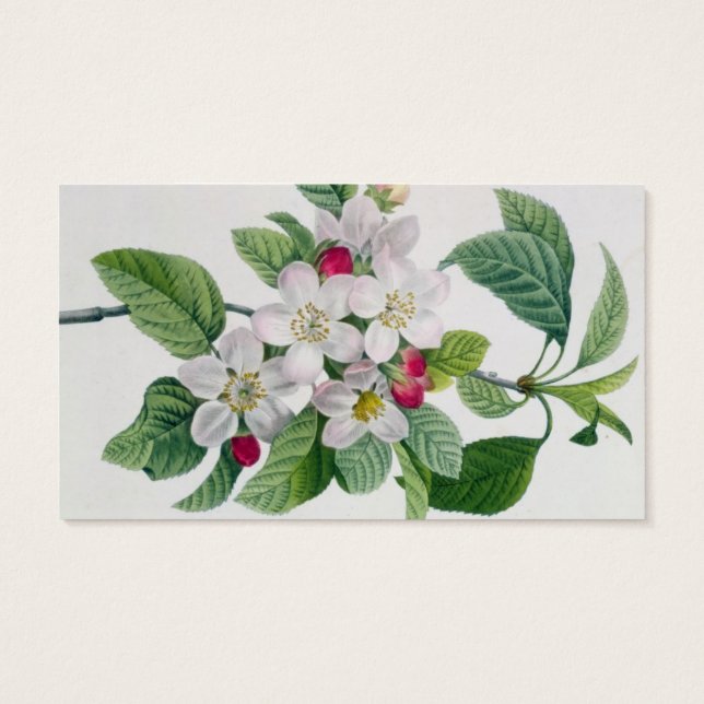 Apple Blossom von 'Les Choix des Plus Belles (Rückseite)