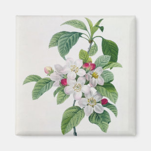 Apple Blossom von 'Les Choix des Plus Belles Magnet