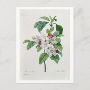 Apple Blossom von 'Les Choix des Plus Belles Postkarte