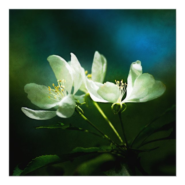 Apple Blossom - zwei Blume Fotodruck (Vorne)