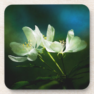 Apple Blossom - zwei Blume Getränkeuntersetzer