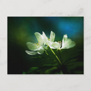 Apple Blossom - zwei Blume Postkarte