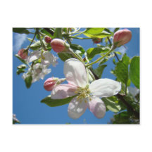 APPLE BLOSSOME Postkarten Frühjahrskarten