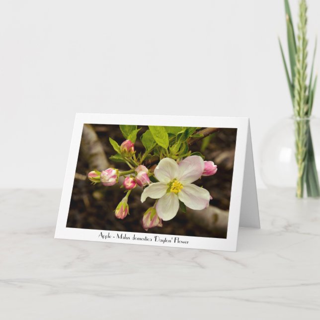 Apple Blossoms Jeder Anlass Gruß Vielen Dank Karte (Vorderseite)