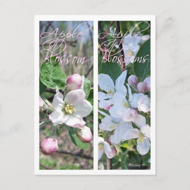 APPLE BLOSSOMS LESEZEICHEN POSTKARTE (Vorderseite)
