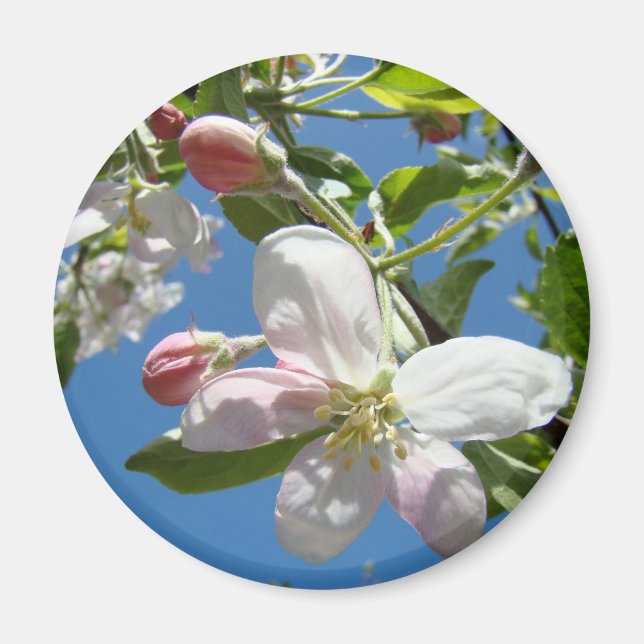 APPLE BLOSSOMS MAGNETS Fleurs roses Pomme (Devant)