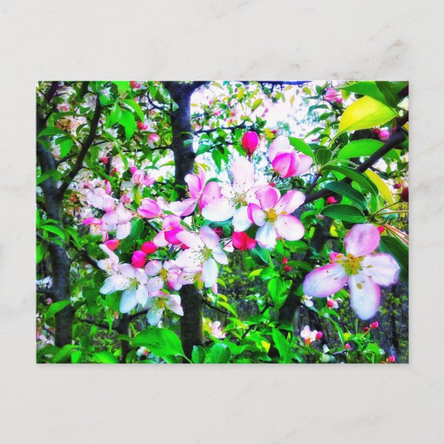 APPLE BLOSSOMS POSTCARD POSTKARTE (Vorderseite)