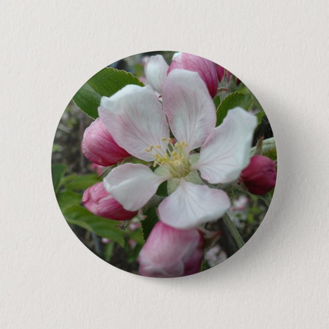Apple blühen button (Vorderseite)