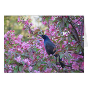 Apple blühen Grackle