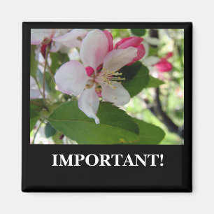 Apple blühen   Magnet