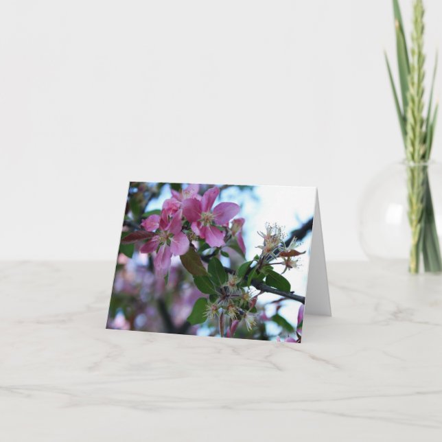 Apple blühen Notecard 1 Karte (Vorderseite)