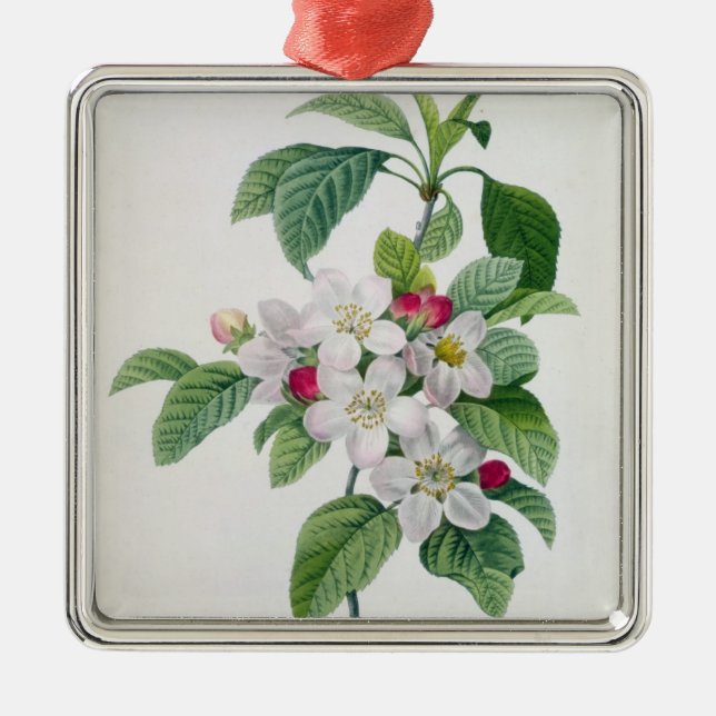 Apple blühen, von 'Les Choix DES plus Schönheiten Silbernes Ornament (Vorne)