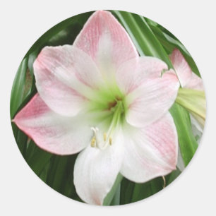 Apple fleurissent autocollant romantique