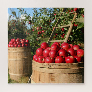 Apple Harvest