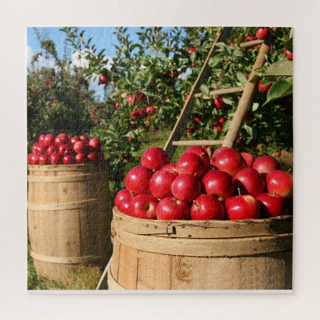 Apple Harvest (Vertikal)