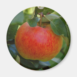 Apple James machen sich Magneten Sorgen Magnet