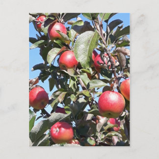 Apple Orchard Postcard Postkarte