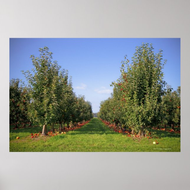 Apple Orchard Poster (Vorne)