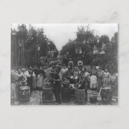 Apple Picking in Berkeley Landkreis, West Virginia Postkarte