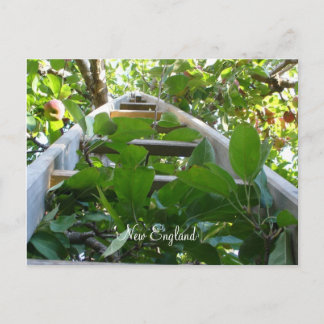 Apple picking in New England Postkarte