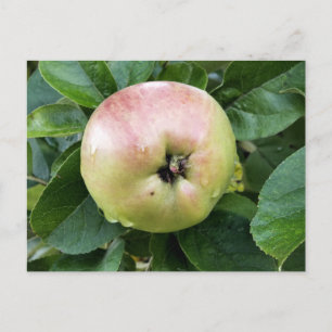 APPLE POSTKARTE