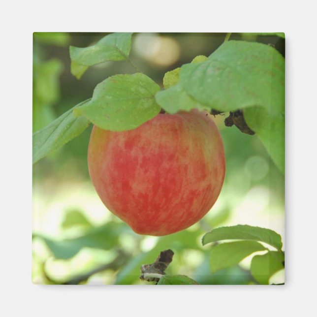 Apple Red Annanas - aimant (Devant)