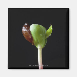 Apple-Sämlinge mit Samen-Muschel Magnet