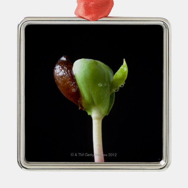 Apple-Sämlinge mit Samen-Muschel Silbernes Ornament (Vorne)