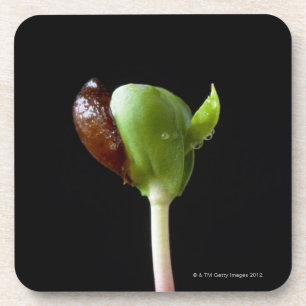 Apple-Sämlinge mit Samen-Muschel Untersetzer