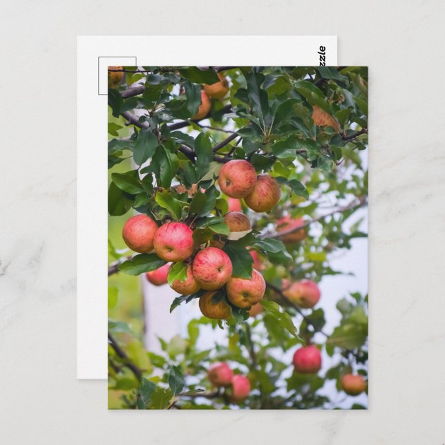 Apple Sauce Rezept Postkarte (Vorne/Hinten)