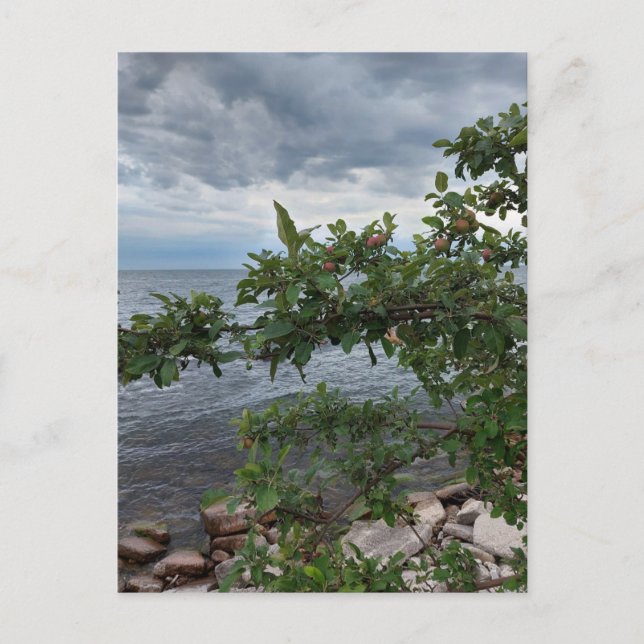 Apple Tree and Stormy Day am See Postkarte (Vorderseite)