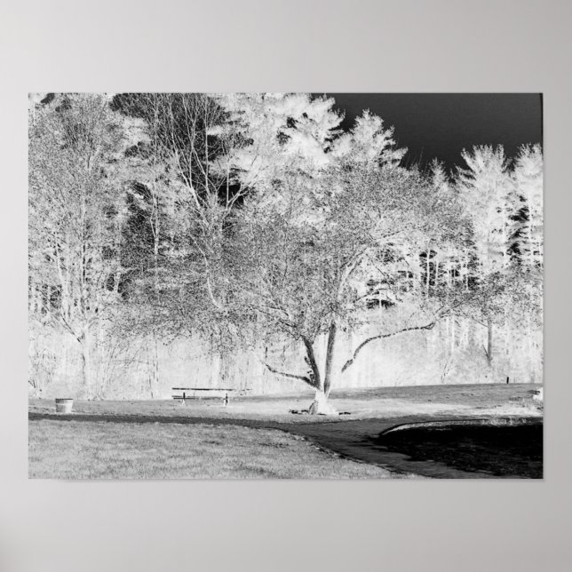 Apple Tree - B&W Poster (Vorne)
