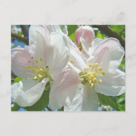 Apple Tree Blossom Blume Postkarten Frühlingsflora