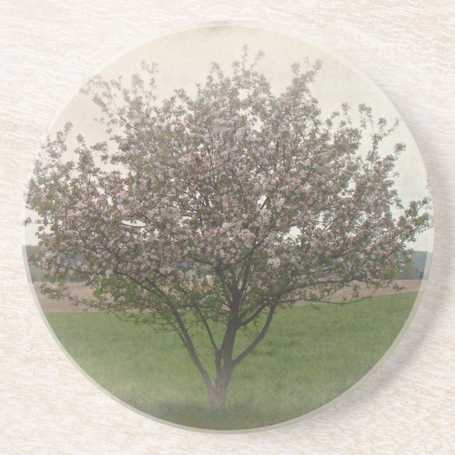 Apple Tree in Bloom Untersetzer (Vorne)