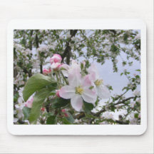 Applebaum Blüte