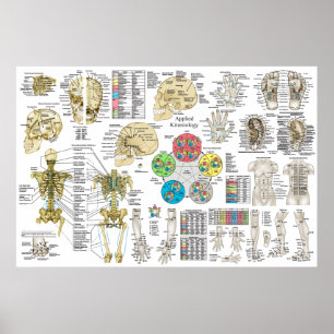 Applied Kinesiology Chiropractic Osteopath Poster